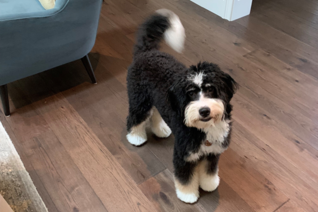 douglah-designs-alamo-ca-designers-year-in-review-cute-fluffy-black-and-white-dog
